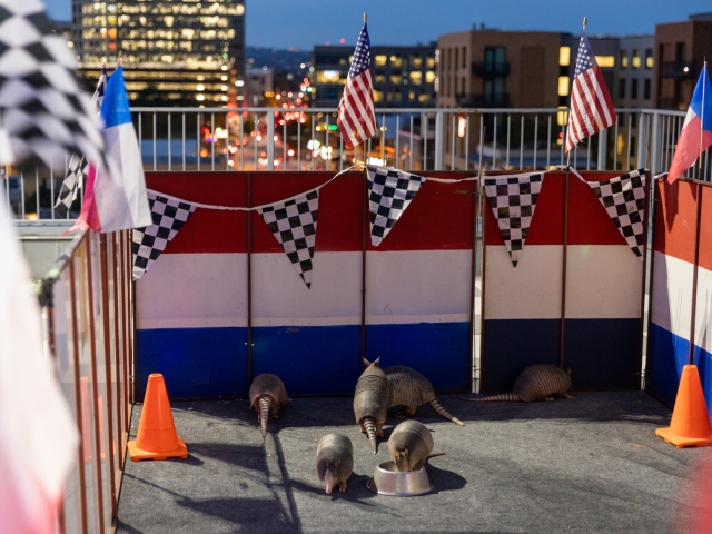 A group of live Armadillos at an Austin event.